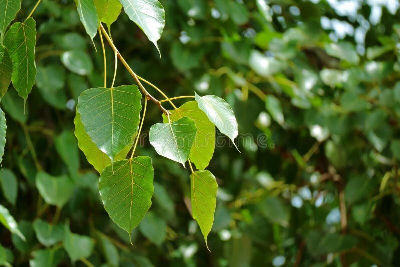 Closed Up a Bunch of Beautiful Bodhi Tree Leaves in the Sunlight