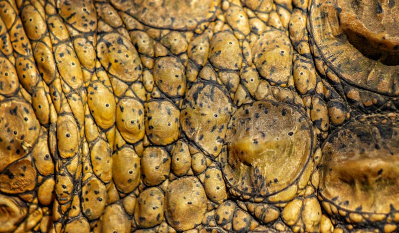 Closed up of crocodile& x27;s skin. It is a shell from above the Nile crocodile,bwildlife photo in Senegal, Africa. It is natural