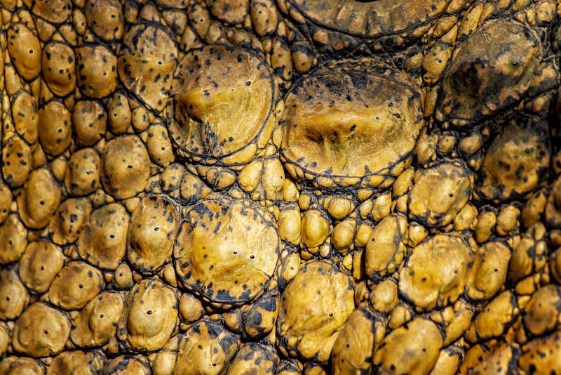 Closed up of crocodile& x27;s skin. It is a shell from above the Nile crocodile,bwildlife photo in Senegal, Africa. It is natural