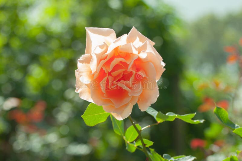 Closed up an orange rose in a garden