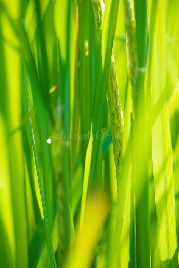 Closed Up Rice Produce Grains in Farm Stock Photo Image of cereal