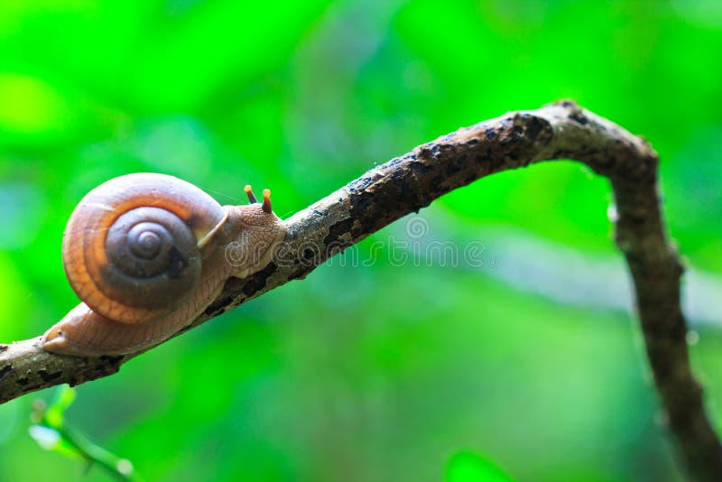 Closed up of snail stock photos Closed up of snail stock photos