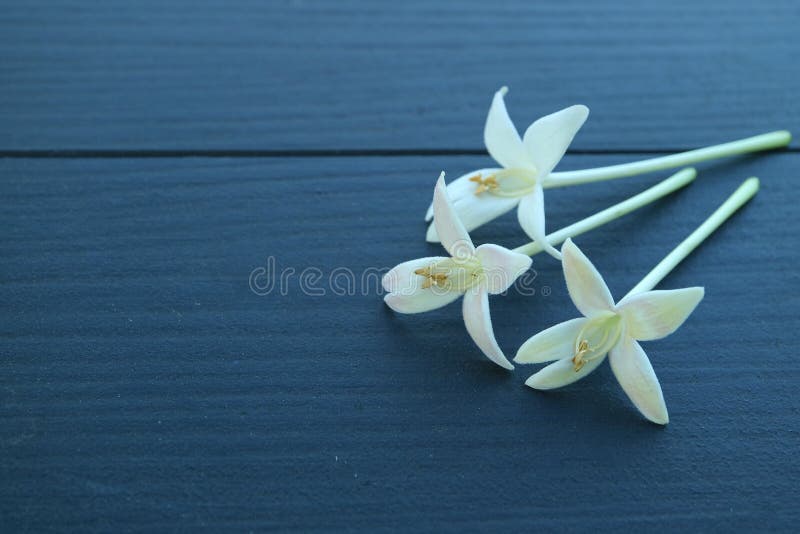 Closed up three beautiful white blooming Millingtonia flowers on dark blue wooden table, with free space for text and design royalty free stock photography Closed up three beautiful white blooming Millingtonia flowers on dark blue wooden table, with free space for text and design royalty free stock photography