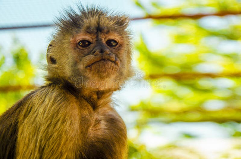 A closer look of the monkey, wild nature royalty free stock photos A closer look of the monkey, wild nature royalty free stock photos