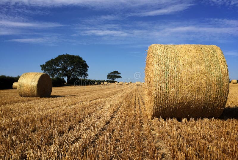 Closer View of Bale of Straw after the Harvest Stock Image Image of