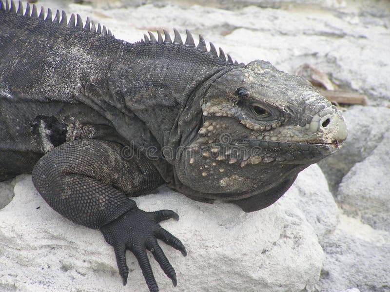 Closet de iguana negra imagen de archivo. Imagen de primer - 206184949