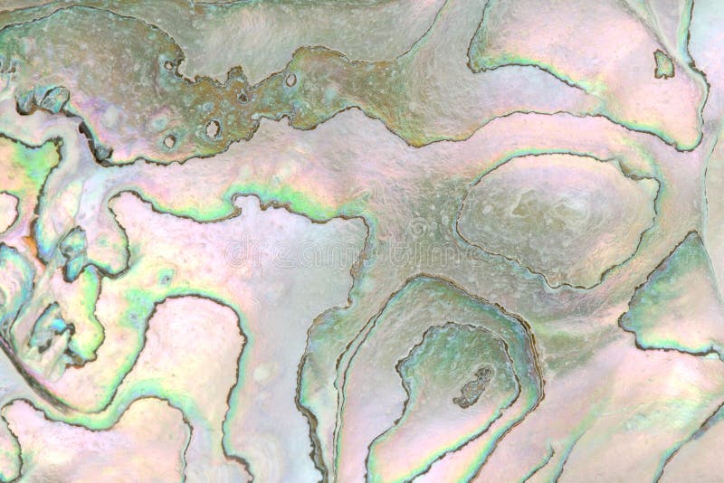 Closeup of Abalone Shell for Use as Background Texture