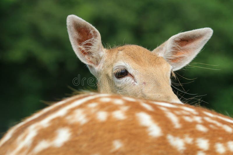 Closeup of an Adorable Deer in a Forest Stock Image - Image of park,  mammal: 264936551