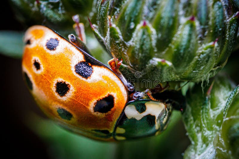 Closeup of adorable eyed ladybug on green plant stock image