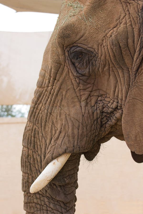 Closeup of an African Elephant, Loxodonta. royalty free stock photos