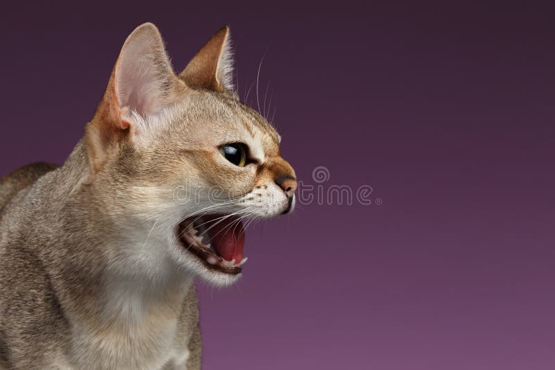 Closeup Aggressive Singapura Cat Hisses Profile view on purple