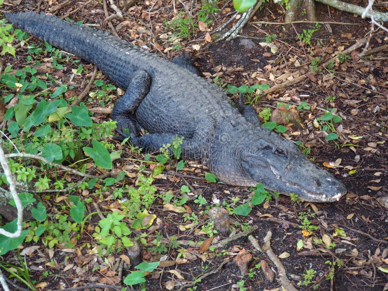Alligator on land stock image. Image of nation, grass 12561541