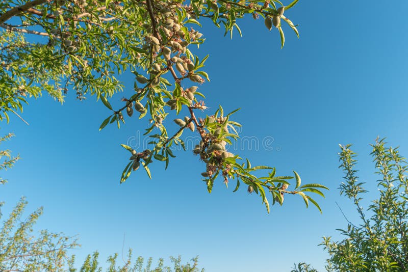 Closeup of an Almond Tree with Fruits Stock Image Image of rural