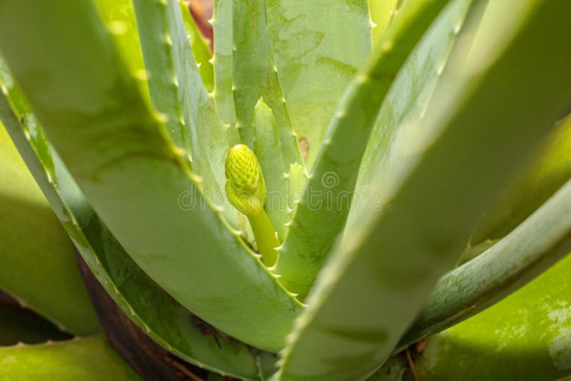 aloe plant stem aloe plant stem