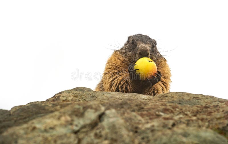 Closeup of an alpine marmot on a white background eating a yellow apple