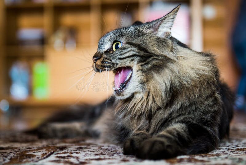 Closeup of angry hissing cat showing his teeth