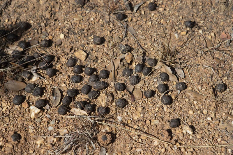 Closeup of Animal Droppings on Bare Soil Stock Image Image of poop