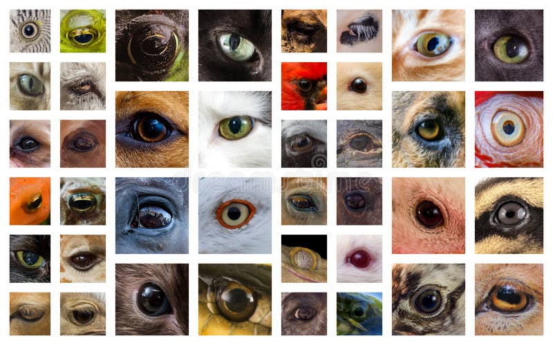 Animal Eyes