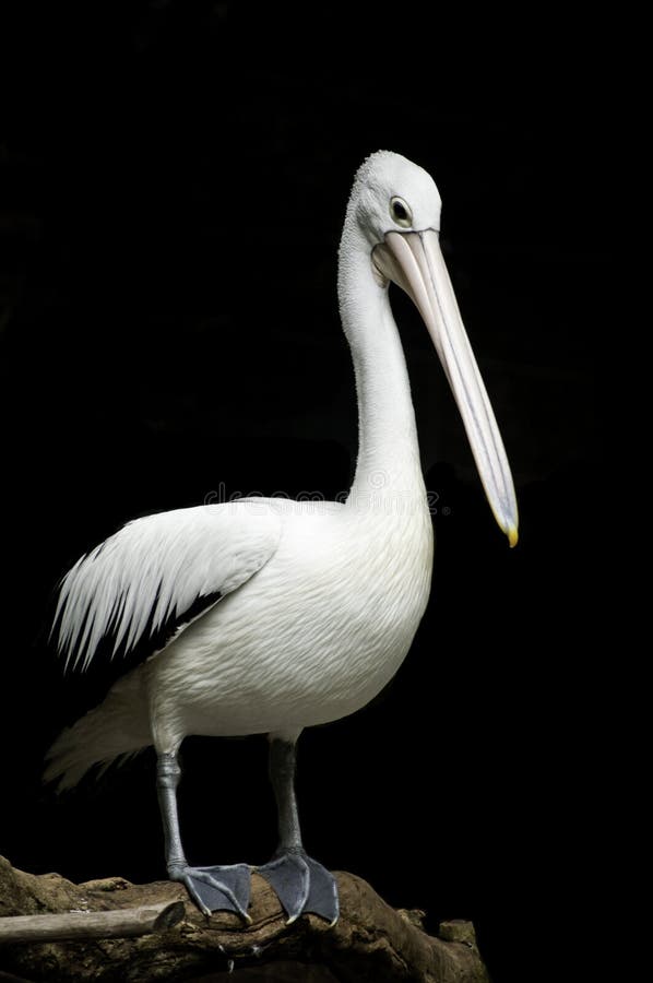 2 727 Australian Pelican Photos Free Royalty Free Stock Photos From Dreamstime