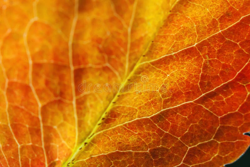 Closeup Autumn Fall Extreme Macro Texture View of Red Orange Green Wood ...