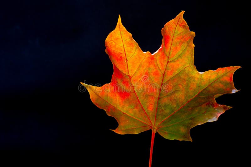 Closeup Autumn Maple Leaf on a Black Background Stock Photo - Image of  maple, warm: 159526498