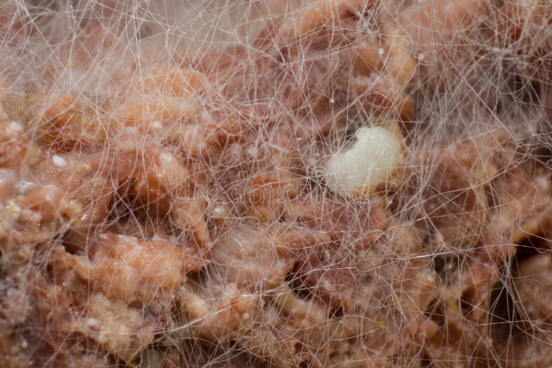 Closeup av att ruttna mat Form som växer på kokt kött Köttform, hundmat med formen och bakterier fotografering för bildbyråer Closeup av att ruttna mat Form som växer på kokt kött Köttform, hundmat med formen och bakterier fotografering för bildbyråer