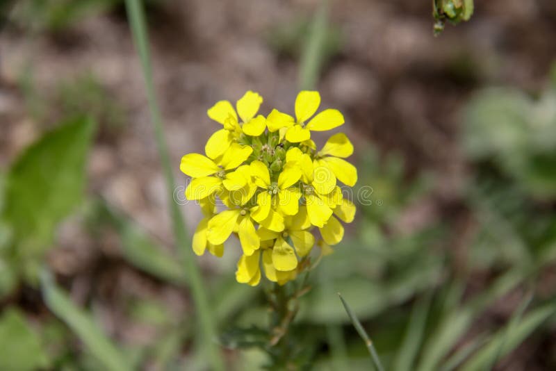 Closeup av den gula vildblomman i v?r royaltyfria bilder Closeup av den gula vildblomman i v?r royaltyfria bilder