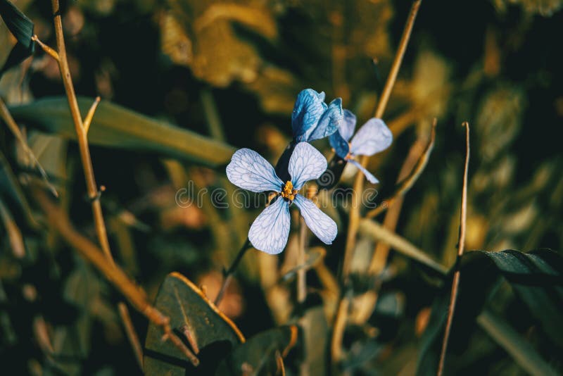 Closeup av den lila blomman för raphanus royaltyfri foto Closeup av den lila blomman för raphanus royaltyfri foto