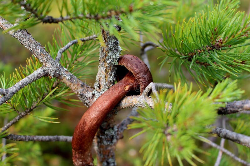 Closeup av den lilla bruna champinjonen som omges av prydliga taggar härlig grön natur för bakgrund royaltyfria bilder Closeup av den lilla bruna champinjonen som omges av prydliga taggar härlig grön natur för bakgrund royaltyfria bilder