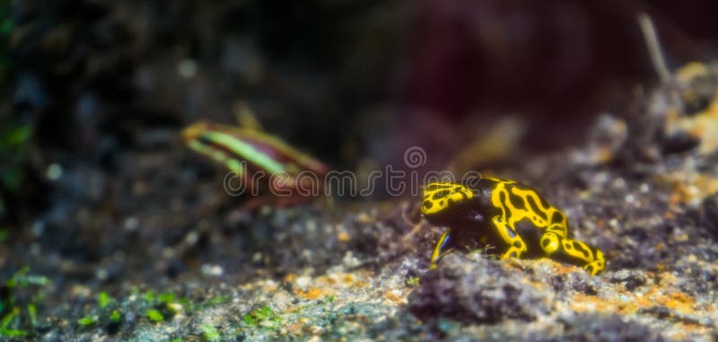 Closeup av en gul groda för humlagiftpil, populär amfibisk specie från rainforesten av Amerika arkivfoton Closeup av en gul groda för humlagiftpil, populär amfibisk specie från rainforesten av Amerika arkivfoton
