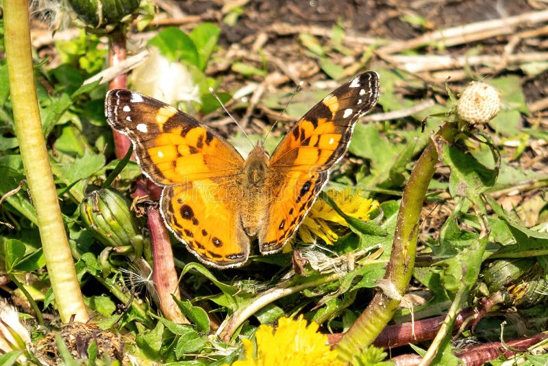 Closeup av en härlig fjäril med orange & svarta vingar som sitter på en gul blommande maskros bland frodig gräsplan royaltyfria foton Closeup av en härlig fjäril med orange & svarta vingar som sitter på en gul blommande maskros bland frodig gräsplan royaltyfria foton