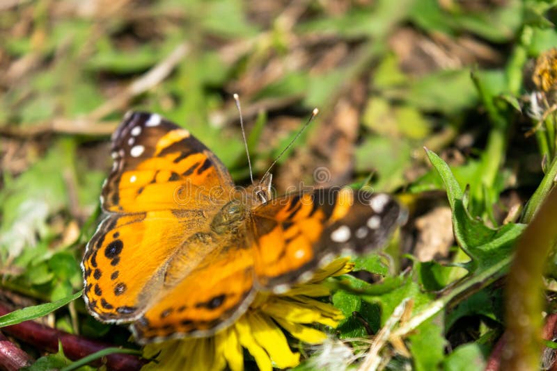 Closeup av en härlig fjäril med orange & svarta vingar som sitter på en gul blommande maskros bland frodig gräsplan royaltyfri foto Closeup av en härlig fjäril med orange & svarta vingar som sitter på en gul blommande maskros bland frodig gräsplan royaltyfri foto