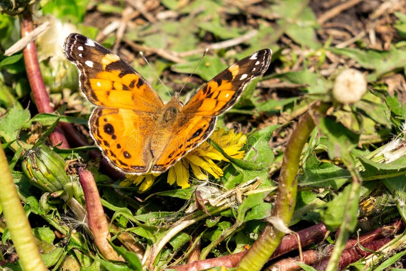 Closeup av en härlig fjäril med orange & svarta vingar som sitter på en gul blommande maskros bland frodig gräsplan royaltyfria bilder Closeup av en härlig fjäril med orange & svarta vingar som sitter på en gul blommande maskros bland frodig gräsplan royaltyfria bilder