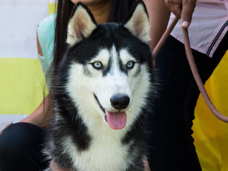 Closeup av en härlig Siberian Husky Dog royaltyfri foto Closeup av en härlig Siberian Husky Dog royaltyfri foto