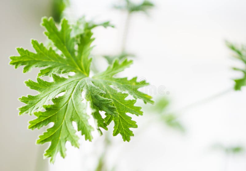 Closeup av en kvist av den aromatiska kryddapelargon i en kruka på wina royaltyfria bilder Closeup av en kvist av den aromatiska kryddapelargon i en kruka på wina royaltyfria bilder