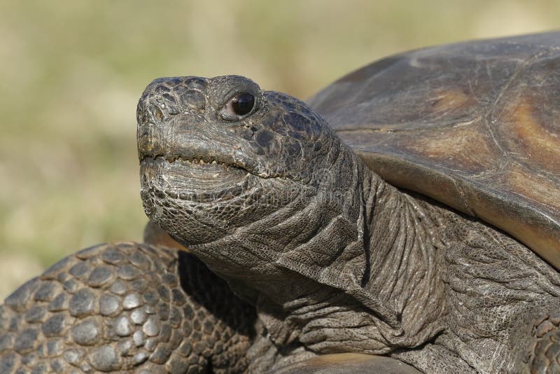 Closeup av en utsatt för fara goffersköldpadda