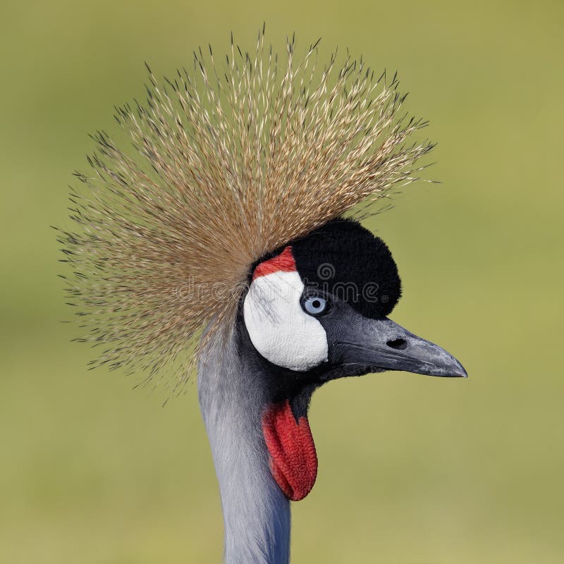 Closeup av Gray Crowned Crane royaltyfri foto Closeup av Gray Crowned Crane royaltyfri foto