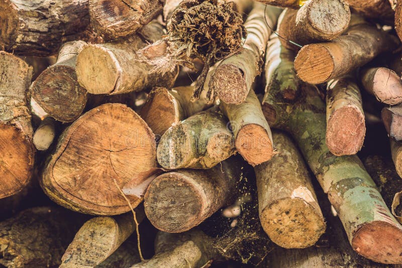 Closeup av journaler av träd i naturen, hög av träjournaler som är klara för vintern i skogen, vedträ som en waitin för förnybara arkivfoton Closeup av journaler av träd i naturen, hög av träjournaler som är klara för vintern i skogen, vedträ som en waitin för förnybara arkivfoton