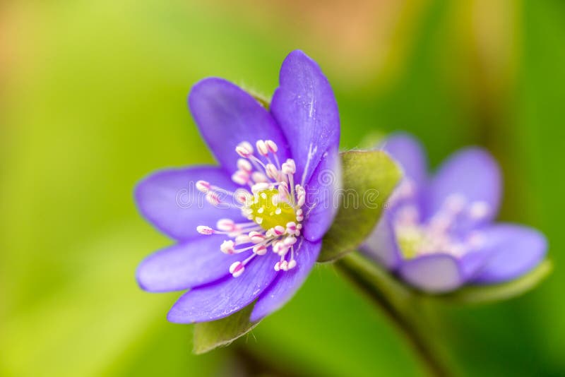 Closeup av nobilis för anemonblåsippablåsippa i skog med gräsplansidor och en annan anemonblåsippa på bakgrund royaltyfri fotografi