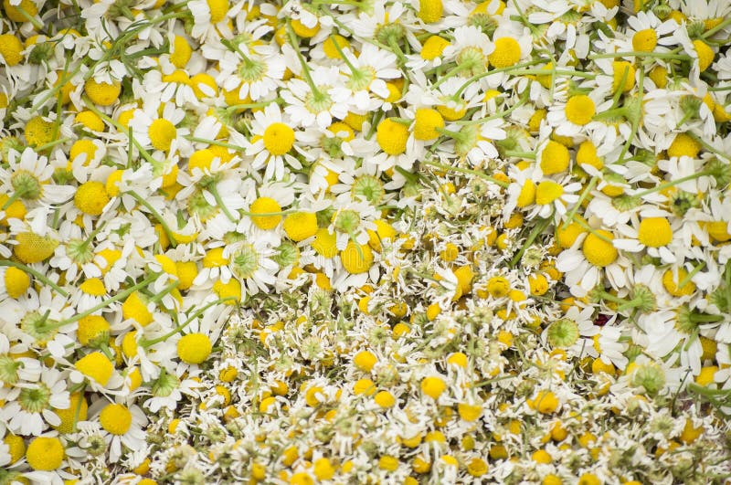 Closeup av nya medicinska växter och torkade blomningar av kamomillen för sunt te fotografering för bildbyråer Closeup av nya medicinska växter och torkade blomningar av kamomillen för sunt te fotografering för bildbyråer
