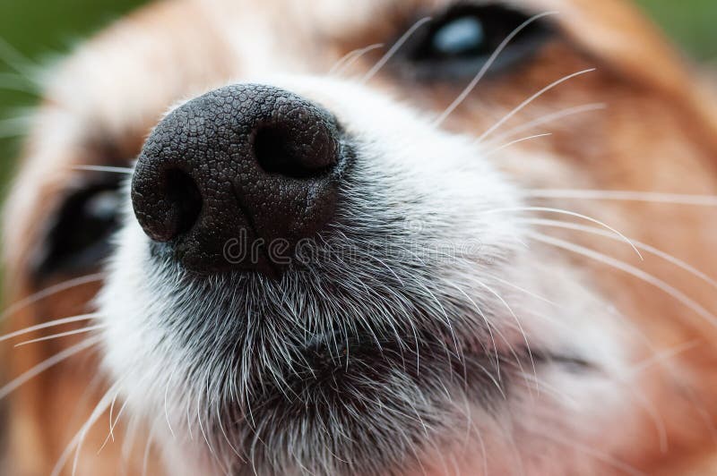 Closeup av näsan och nosen för hund` s i fokus royaltyfri bild Closeup av näsan och nosen för hund` s i fokus royaltyfri bild