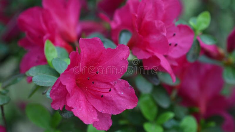 Closeup of an azalea flower during the spring season.