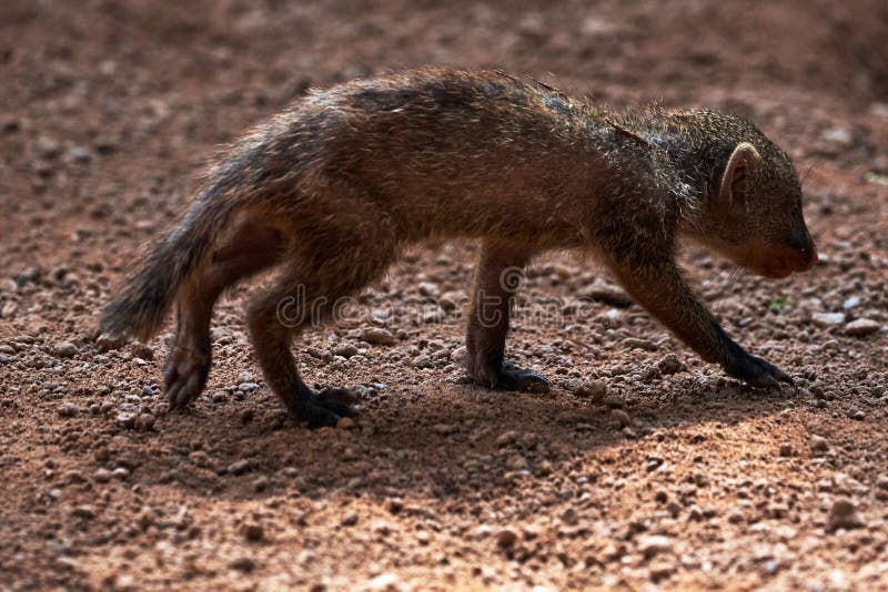 210 Mongoose Walking Photos Free Royalty Free Stock Photos From Dreamstime 210 Mongoose Walking Photos Free Royalty Free Stock Photos From Dreamstime