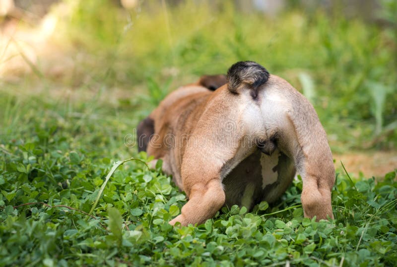 Closeup of back English bulldog puppy 2 month playing with toy in the garden royalty free stock image Closeup of back English bulldog puppy 2 month playing with toy in the garden royalty free stock image