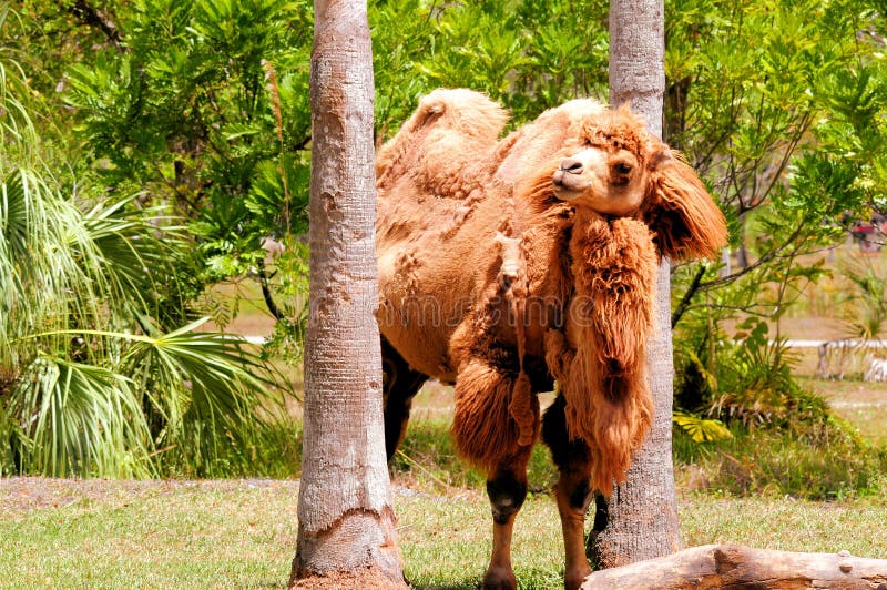 Camels Use Their Humps for Food Storage During Long Treks