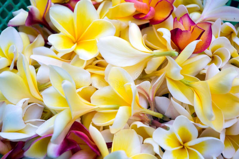 Closeup of Balinese Flowers Stock Photo - Image of subtropical ...