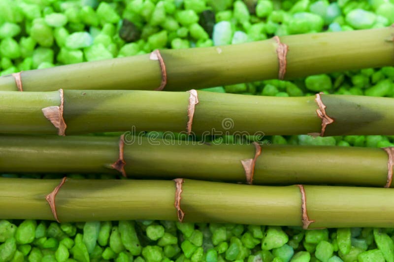 Closeup of Bamboo plant stock image. Image of close, details 38414579