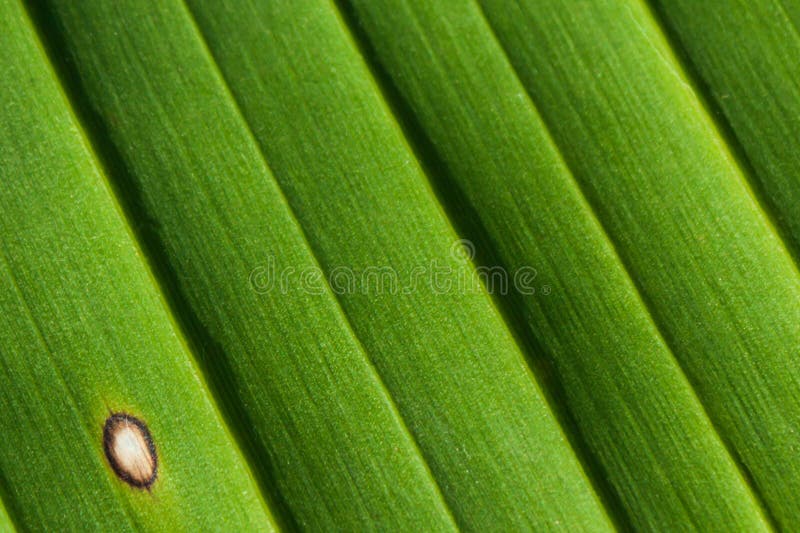1,379 Banana Leaf Fiber Stock Photos Free & RoyaltyFree Stock Photos from Dreamstime