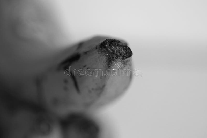 Closeup of Bananas, Black & White Macrophoto stock image
