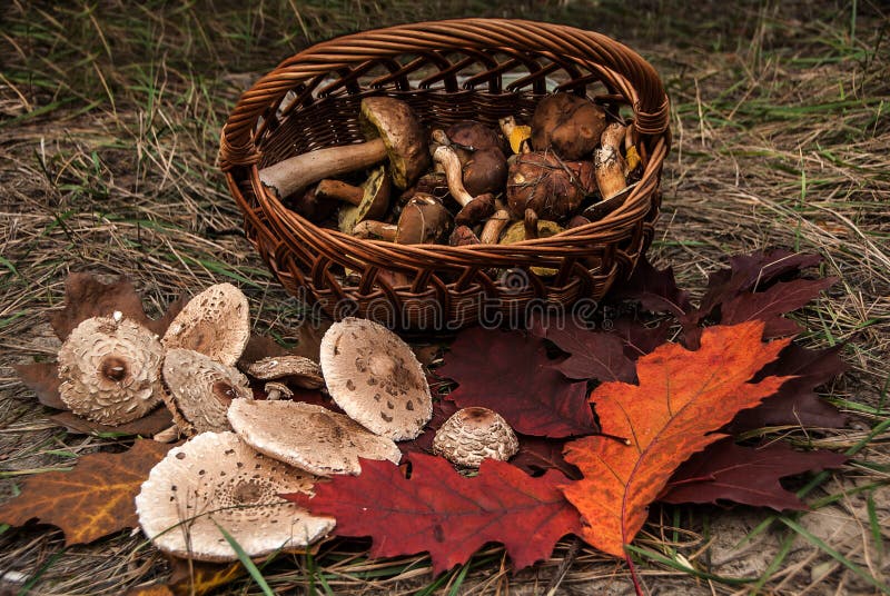Closeup of basket with fresh mushrooms and beautiful red oak leaves. stock images Closeup of basket with fresh mushrooms and beautiful red oak leaves. stock images